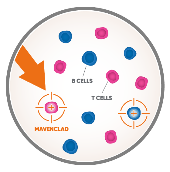 Illustration in a microscopic view of MAVENCLAD targeting and reducing the B and T cells that contribute to MS attacks.