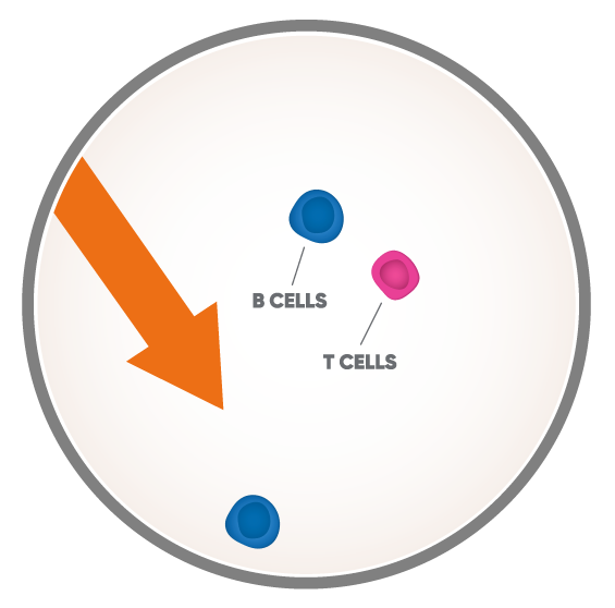 Illustration in a microscopic view with arrow pointing out reduced B and T cell count and remaining immune cells that are present to defend against infection.